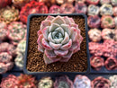 Echeveria 'Pink Spot' 2" Succulent Plant
