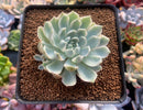Echeveria 'Royal Christine' Variegated 2"-3" Succulent Plant