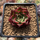 Echeveria Agavoides 'Sarabony Superclone' 1"-2" Succulent Plant