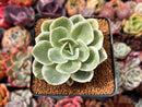 Echeveria 'Lemon Lime' Variegated 2"-3" Succulent Plant