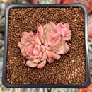 Echeveria 'Vanilla Brick' 1" Cluster New Hybrid Succulent Plant