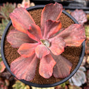 Echeveria 'Red Pheonix’ Variegated 4" Specimen Succulent Plant