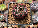 Echeveria 'Icoiris' 1" Succulent Plant
