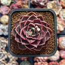 Echeveria 'Sea Ming' 2" Succulent Plant