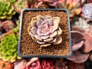 Echeveria 'Pastel Leon' 1"-2" Succulent Plant