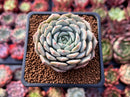 Echeveria 'Clara' 1" Succulent Plant