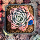 Echeveria 'White Rose' 2" Seed Grown Succulent Plant