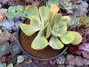 Echeveria 'Enfant' Variegated 4" Cluster Succulent Plant