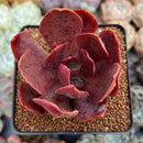 Echeveria 'Hanaikada' Non-Variegated 2"-3" Succulent Plant