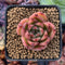 Echeveria Agavoides 'Chalstone' 1" Succulent Plant