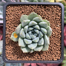 Echeveria 'Hayalobi' New Hybrid 1" Succulent Plant