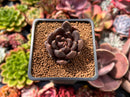 Echeveria 'Blackbird' 1" Succulent Plant