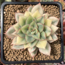 Echeveria 'Esther' Variegated 3" Succulent Plant