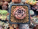 Echeveria sp. 1" Succulent Plant