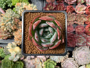 Echeveria 'Starmark' 2" Succulent Plant