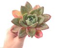 Echeveria 'German Champaign' 5" Large Succulent Plant