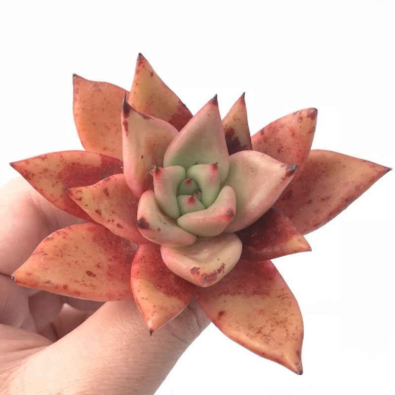 Echeveria Agavoides Hybrid 3” Rare Succulent Plant