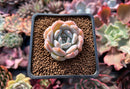 Echeveria sp. 1" Powdery Succulent Plant