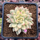 Echeveria 'Mebina' Variegated 2" Succulent Plant