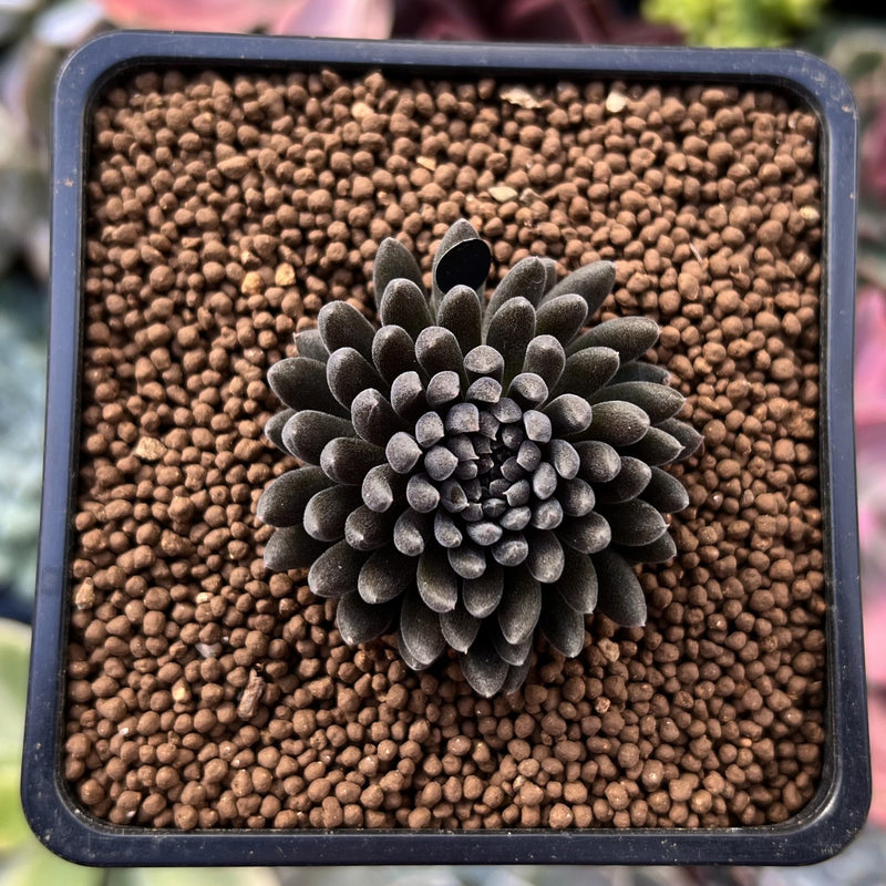 Sinocrassula Yunnanensis 1" Succulent Plant  True Succulents Plant Co.