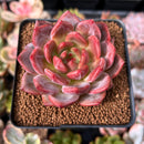 Echeveria 'Sharman' 2" Succulent Plant