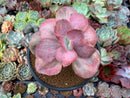 Echeveria 'Suyon Frill' Variegated 3" Succulent Plant