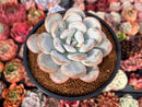 Pachyveria 'Pearlberry' 4" Succulent Plant