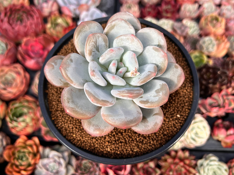 succulent pachyveria Pachyveria 'Pearlberry' 4" Succulent Plant – True Succulents Plant Co