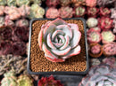 Echeveria 'Brinks Blue' 2" Powdery Succulent Plant