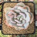 Echeveria 'Cream Tea' 3" Powdery Succulent Plant