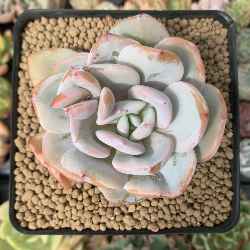 cream tea succulent Echeveria 'Cream Tea' 3" Powdery Succulent Plant