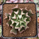 Echeveria 'Black Hawk' 2" Succulent Plant