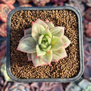 Echeveria Agavoides 'Wrinkle Maria' 2" Succulent Plant