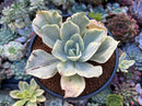 Echeveria 'Japan Moon River' Variegated 3" Succulent Plant
