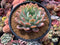 Echeveria 'Star Mark' 5" Succulent Plant