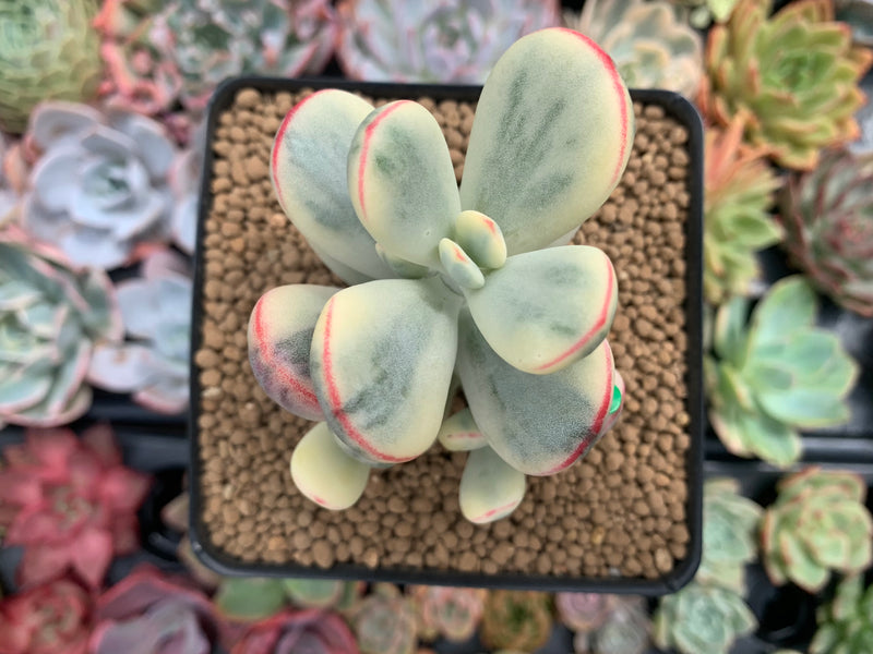 Cotyledon 'Orbiculata' Variegated 3