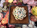 Echeveria 'Ghost' 2" Succulent Plant