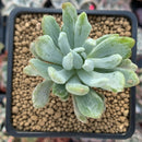 Pachyveria 'Roly-Poly' variegated 2" Succulent Plant