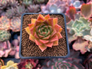 Echeveria Agavoides sp. 1" Succulent Plant