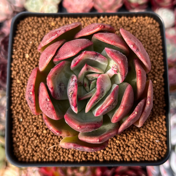 Echeveria 'Sanderia' 2"-3" Succulent Plant