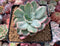 Echeveria 'Pink Harin' Variegated 3"-4" Succulent Plant