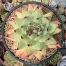 Echeveria 'Maria' Crested 5" Succulent Plant