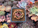 Echeveria Agavoides 'Larose' 1" New Hybrid Succulent Plant