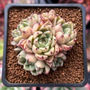 Echeveria Agavoides 'Prima' 2" Cluster Succulent Plant
