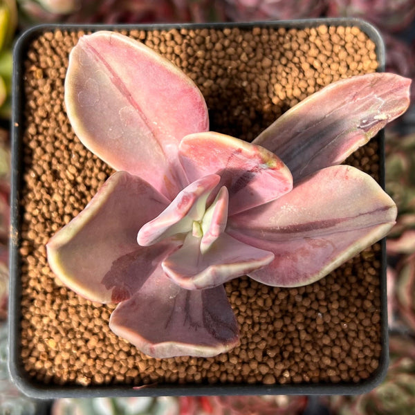 Pachyveria 'Pampoteus' Variegated 2" Cutting Succulent Plant