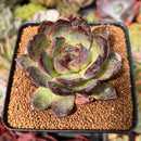 Echeveria sp. 3” Air Magic Hybrid Succulent Plant