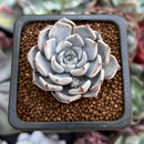 Echeveria 'Gray Rosa' 1" Succulent Plant