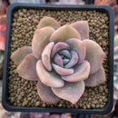 Echeveria 'La Bamba' 2" Succulent Plant