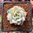 Echeveria 'Derlu' 1" Succulent Plant