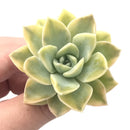 Echeveria 'Harry Watson' Variegated 2"-3" Succulent Plant